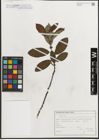 Foto von Salix L.